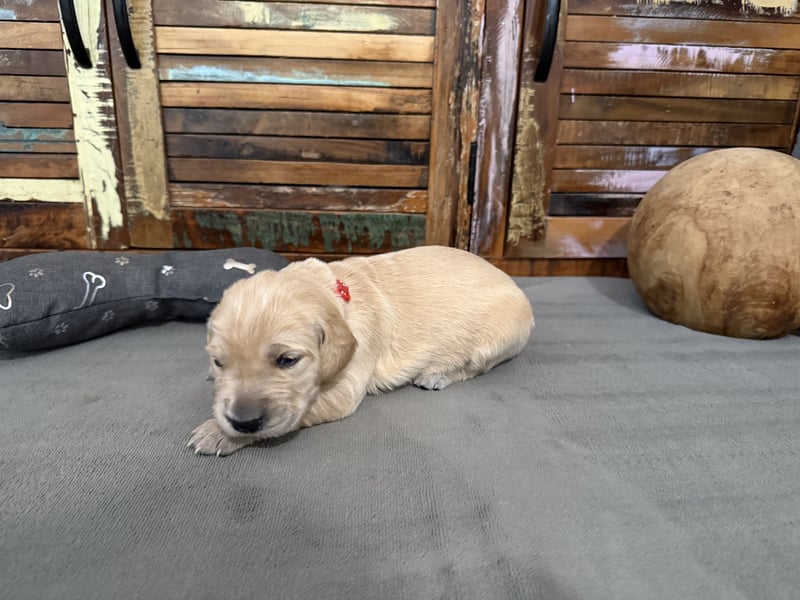 Reinrassige Golden Retriever Welpen top Verpaarung mit Ahnentafel