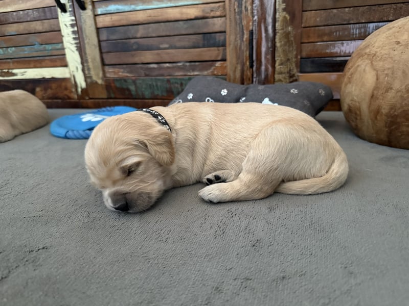 Reinrassige Golden Retriever Welpen top Verpaarung mit Ahnentafel