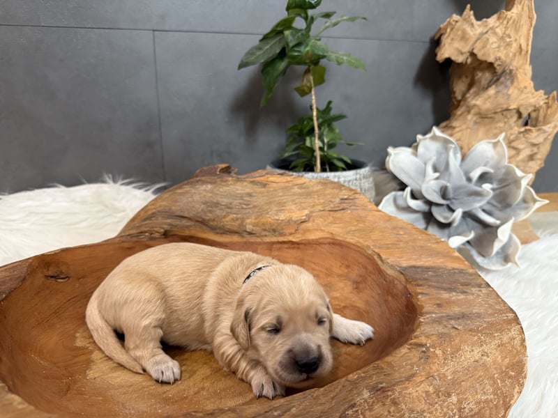 Golden Retriever Welpen reinrassig, 3 Fellnasen suchen noch ein Zuhause mit ❤️