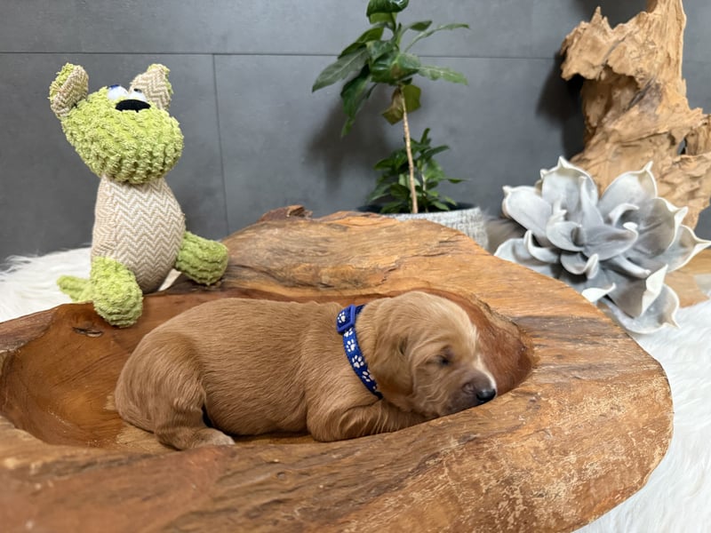 Golden Retriever Welpen reinrassig, 3 Fellnasen suchen noch ein Zuhause mit ❤️