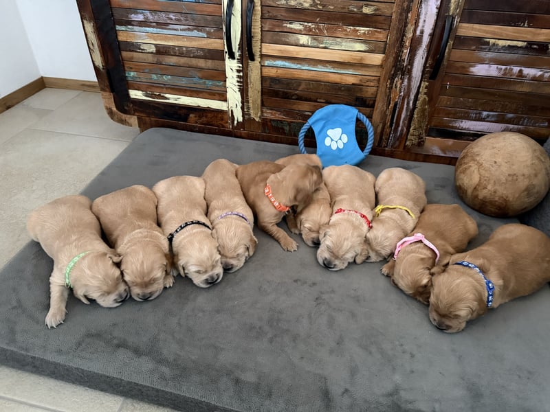 Reinrassige Golden Retriever Welpen top Verpaarung mit Ahnentafel