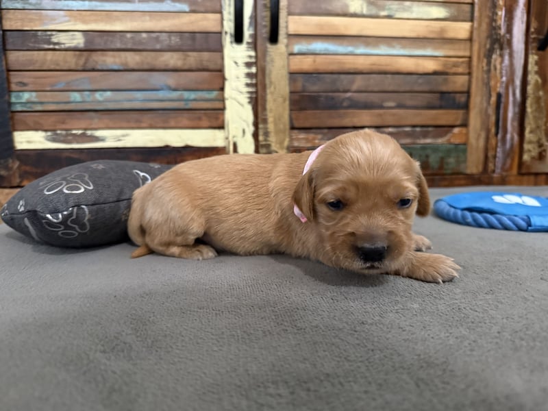 Reinrassige Golden Retriever Welpen top Verpaarung mit Ahnentafel