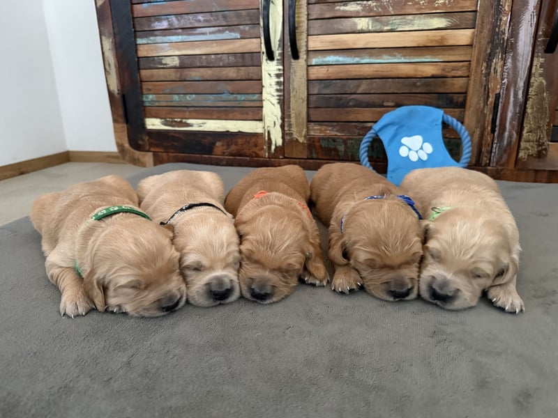 Reinrassige Golden Retriever Welpen top Verpaarung mit Ahnentafel