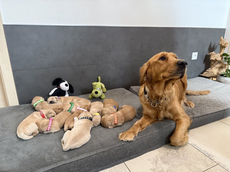 Golden Retriever Welpen reinrassig, 3 Fellnasen suchen noch ein Zuhause mit ❤️