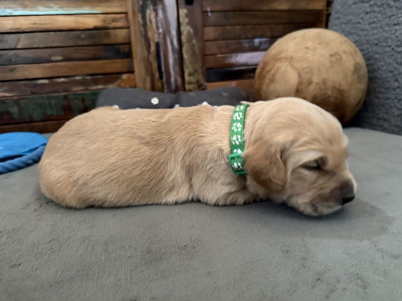 Reinrassige Golden Retriever Welpen top Verpaarung mit Ahnentafel