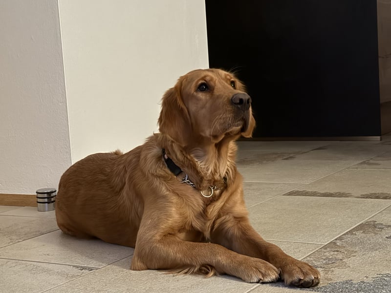 Wurferwartung Golden Retriever Welpen mit Ahnentafel Ostern 25