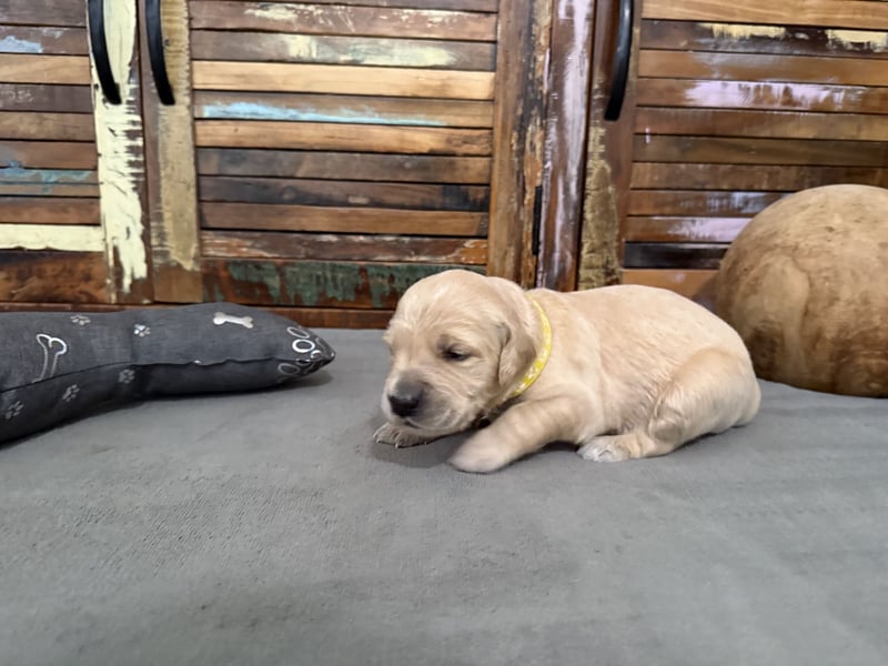 Reinrassige Golden Retriever Welpen top Verpaarung mit Ahnentafel