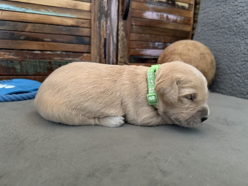 Reinrassige Golden Retriever Welpen top Verpaarung mit Ahnentafel