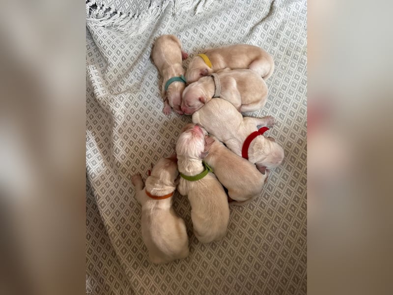 Golden Retriever Welpen