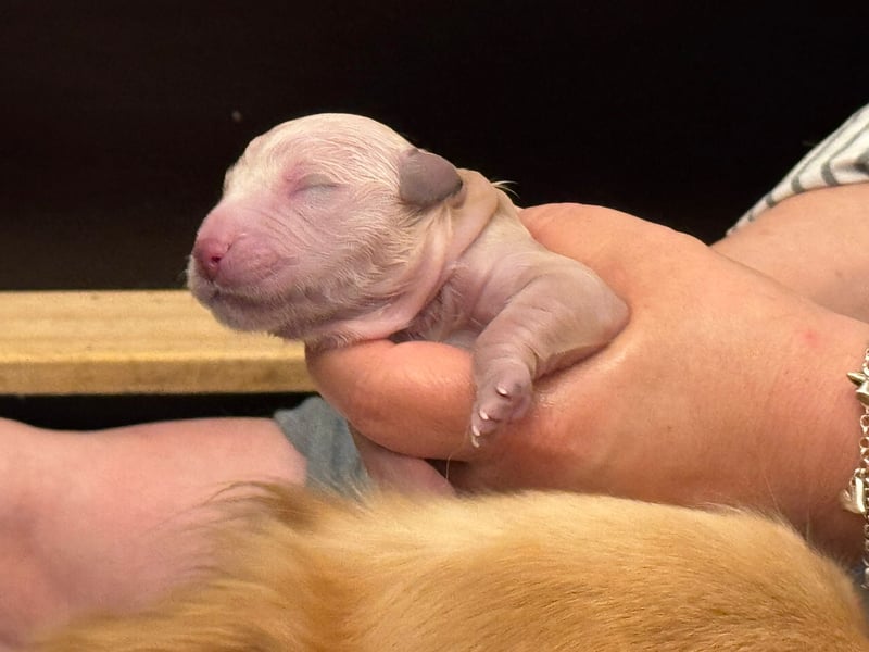 Golden Retriever Welpen