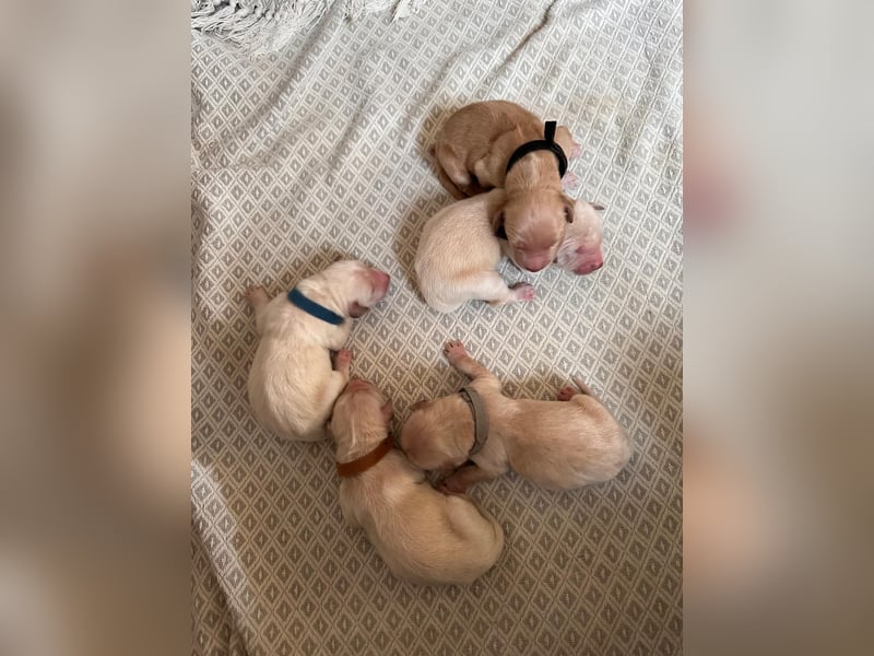 Golden Retriever Welpen
