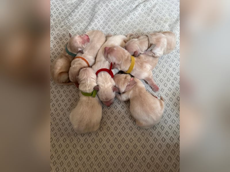 Golden Retriever Welpen