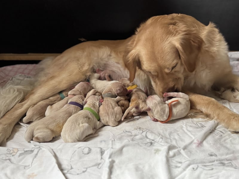Golden Retriever Welpen