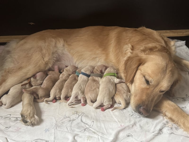 Golden Retriever Welpen