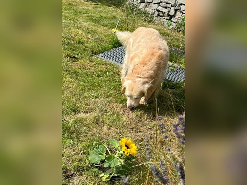 Die goldige Lara wartet!