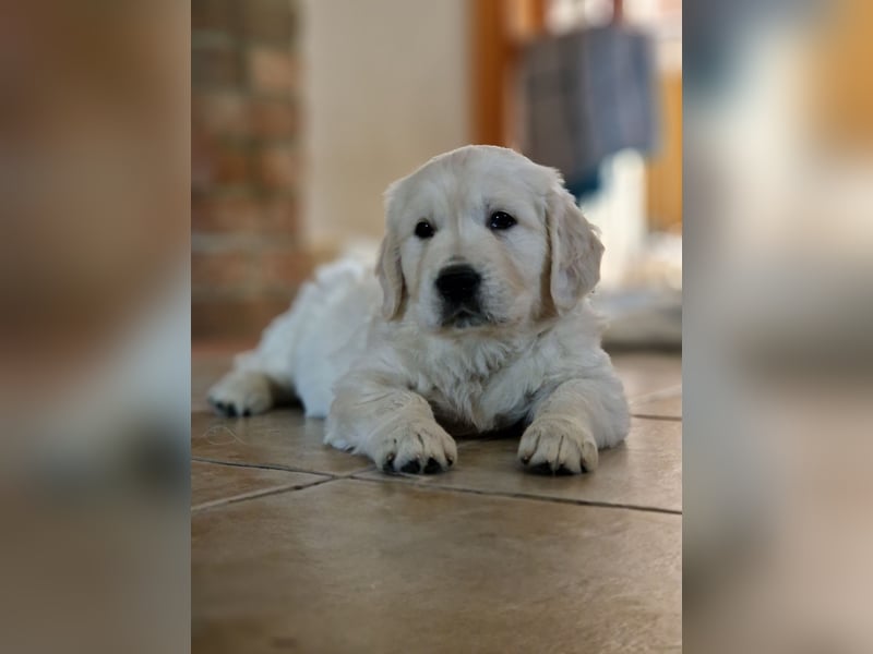 Golden retriever Prinzessin - creme