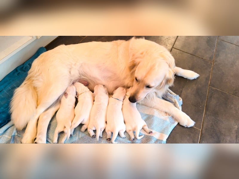 Golden Retriever Welpen