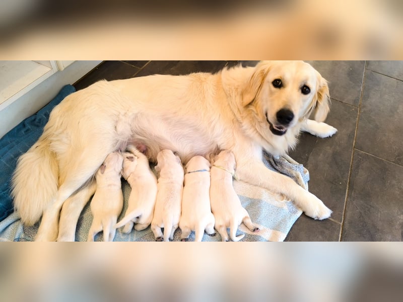 Golden Retriever Welpen