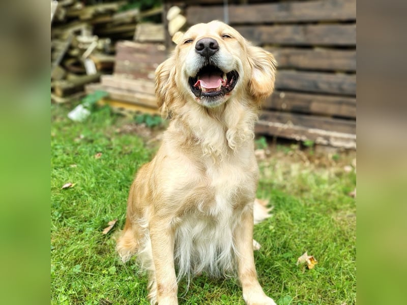Golden Retriever Hündin erwachsen