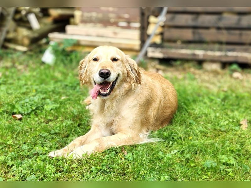 Golden Retriever Hündin erwachsen