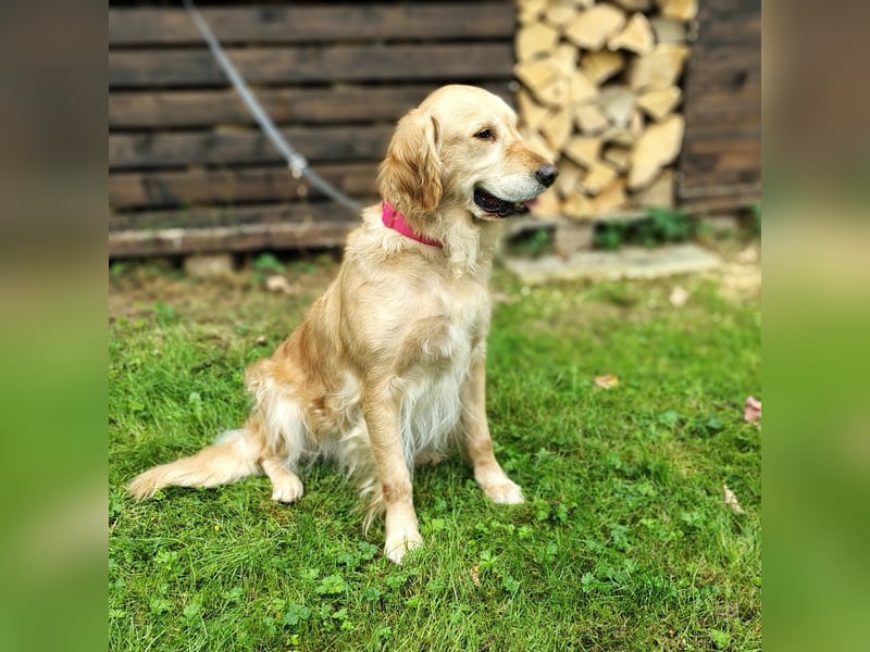 Golden Retriever Hündin erwachsen