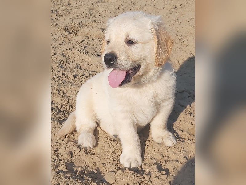 Golden Retriever Welpen/Creme x Dark Golden
