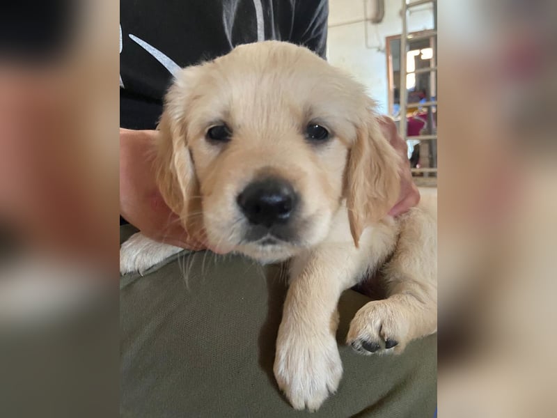 Golden Retriever Welpen/Creme x Dark Golden