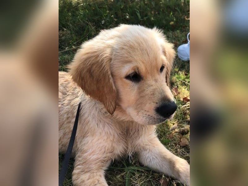 Golden Retriever Welpen/Creme x Dark Golden