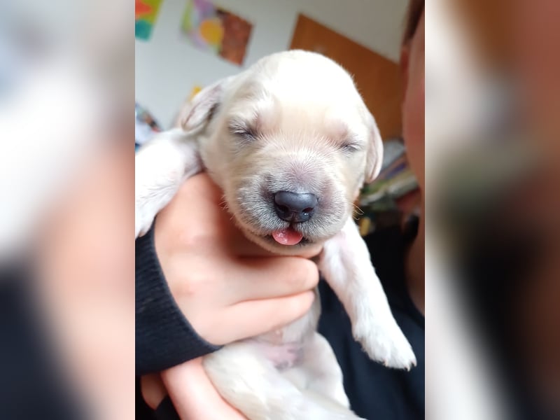 Golden Retriever Welpen/Creme x Dark Golden