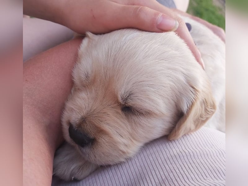 Golden Retriever Welpen/Creme x Dark Golden