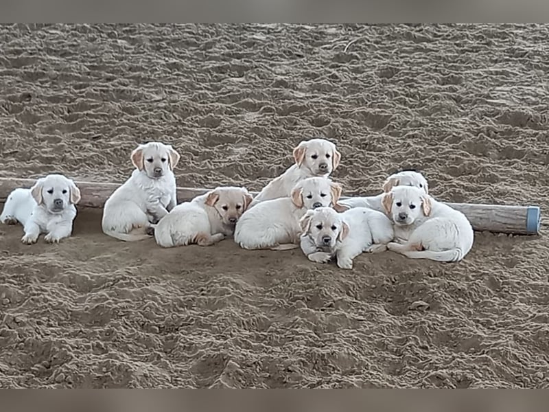Golden Retriever Welpen/Creme x Dark Golden