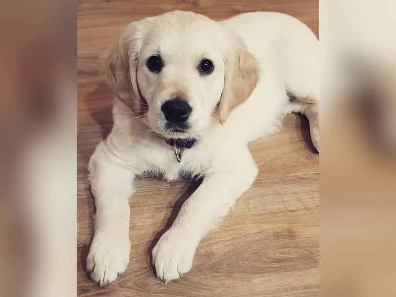 Golden Retriever Welpen/Creme x Dark Golden