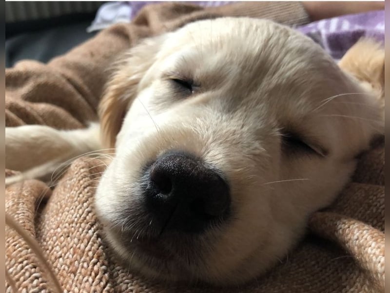 Golden Retriever Welpen/Creme x Dark Golden