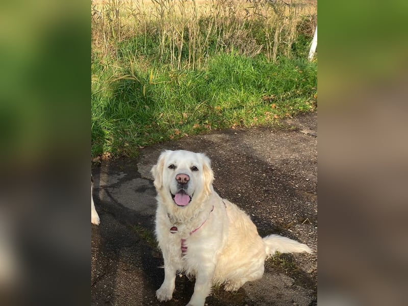 Golden Retriever Hündin 8 Jahre sucht liebevolles Zuhause