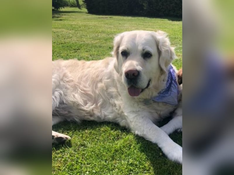 Golden Retriever Hündin 8 Jahre sucht liebevolles Zuhause