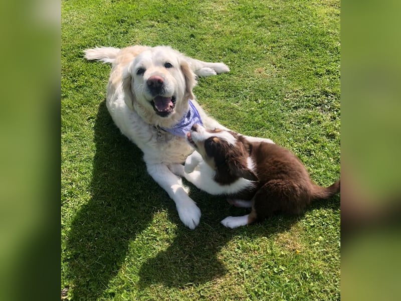 Golden Retriever Hündin 8 Jahre sucht liebevolles Zuhause