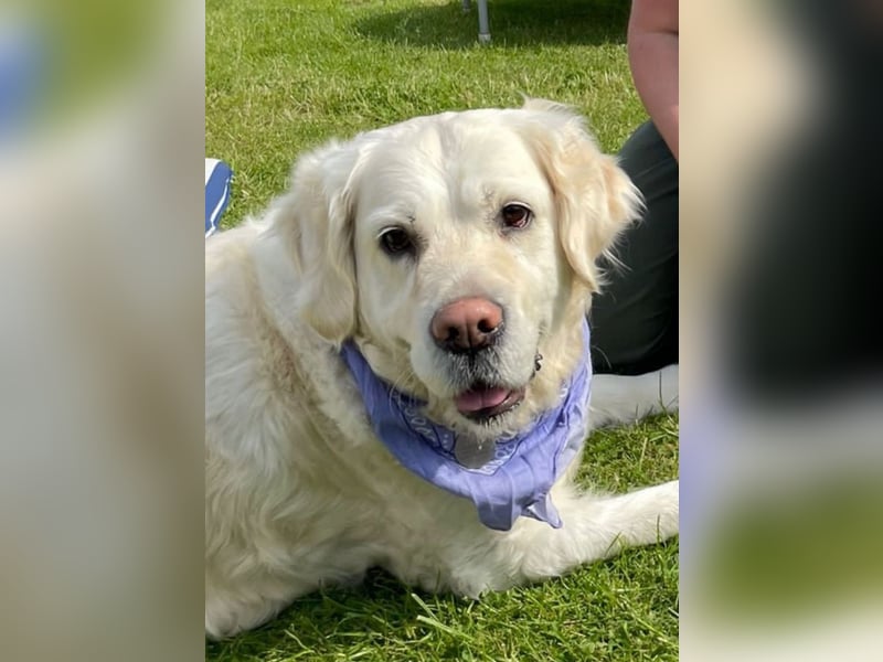 Golden Retriever Hündin 8 Jahre sucht liebevolles Zuhause