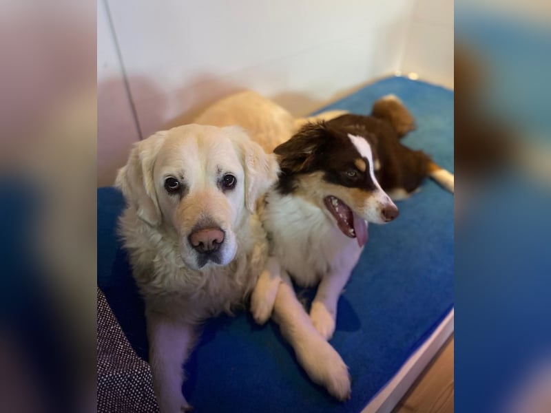 Golden Retriever Hündin 8 Jahre sucht liebevolles Zuhause