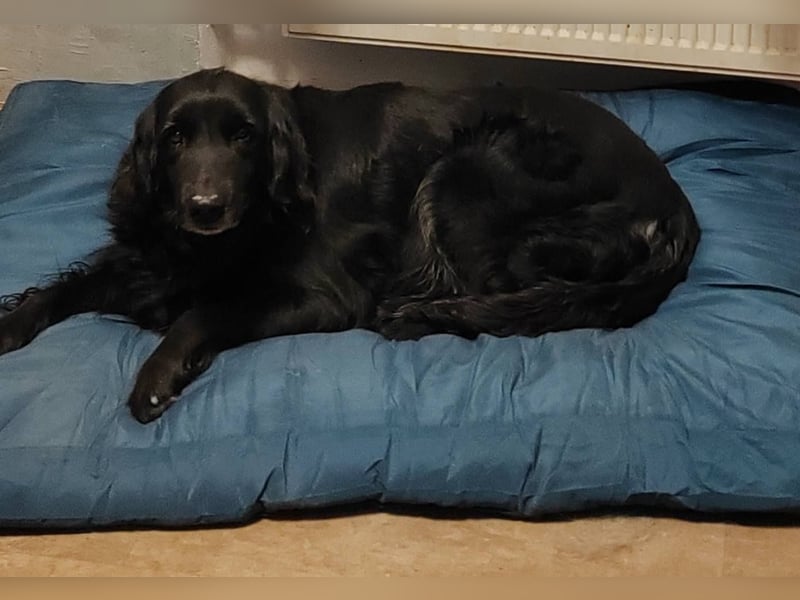 Golden Retriever/Black River Welpen , wir erwarten Nachwuchs !