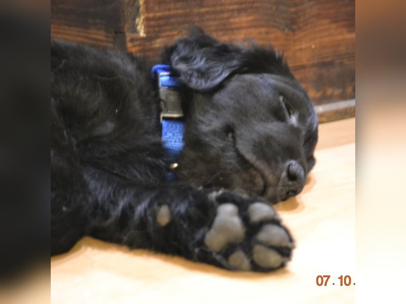 Golden Retriever/Black River Welpen , wir erwarten Nachwuchs !