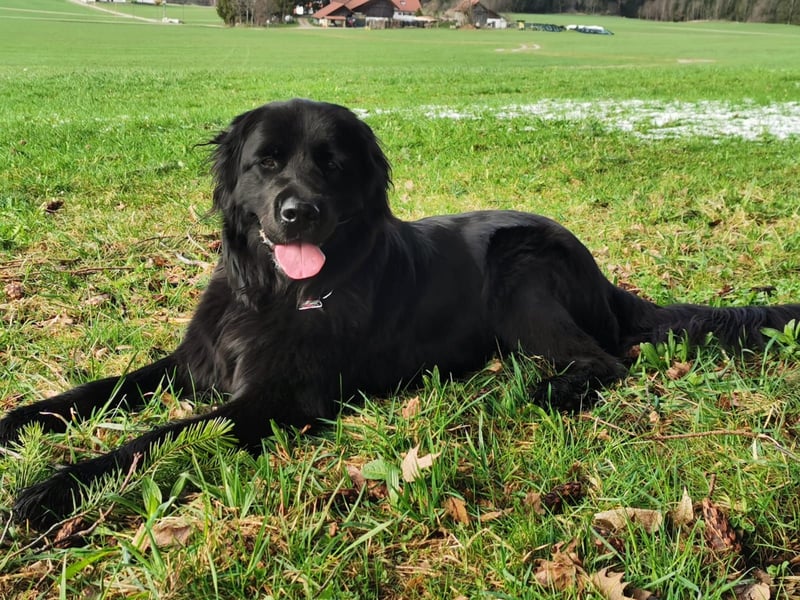Traumhund Leica abzugeben