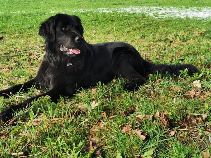 Traumhund Leica abzugeben