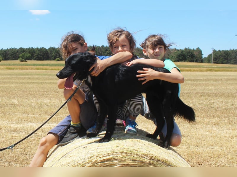 Letti, kinderfreundliche Retriever- Mudi Mix Hündin geb 2024