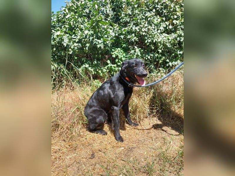 Letti, kinderfreundliche Retriever- Mudi Mix Hündin geb 2024