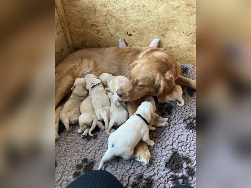 Golden Retriever Welpen