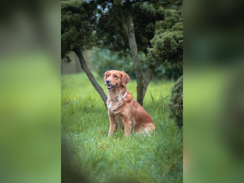 Golden Retriever Welpen