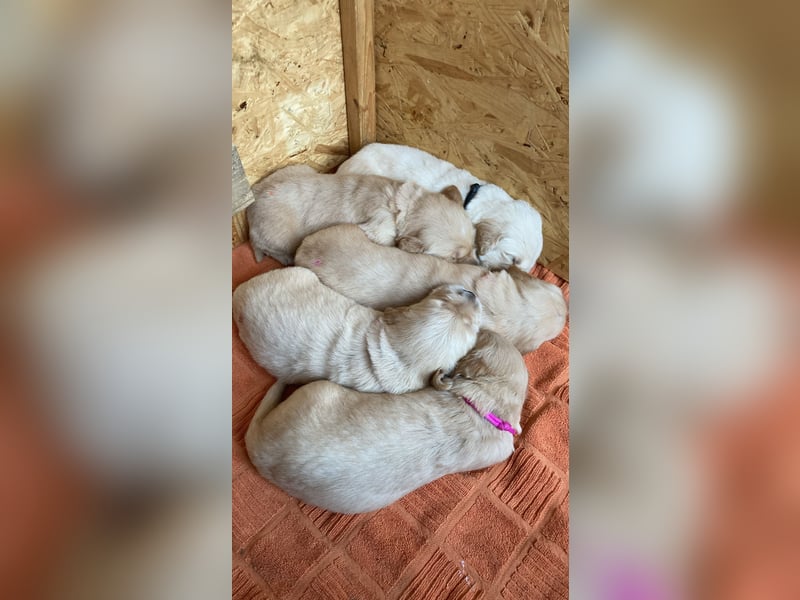 Golden Retriever Welpen