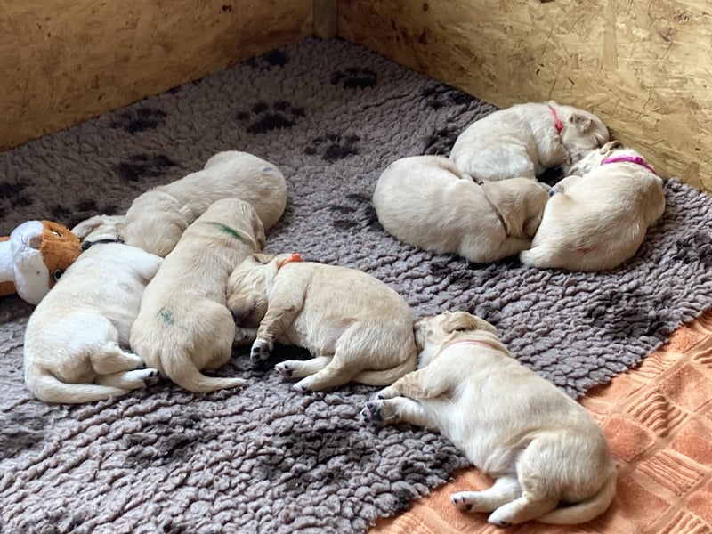 Golden Retriever Welpen