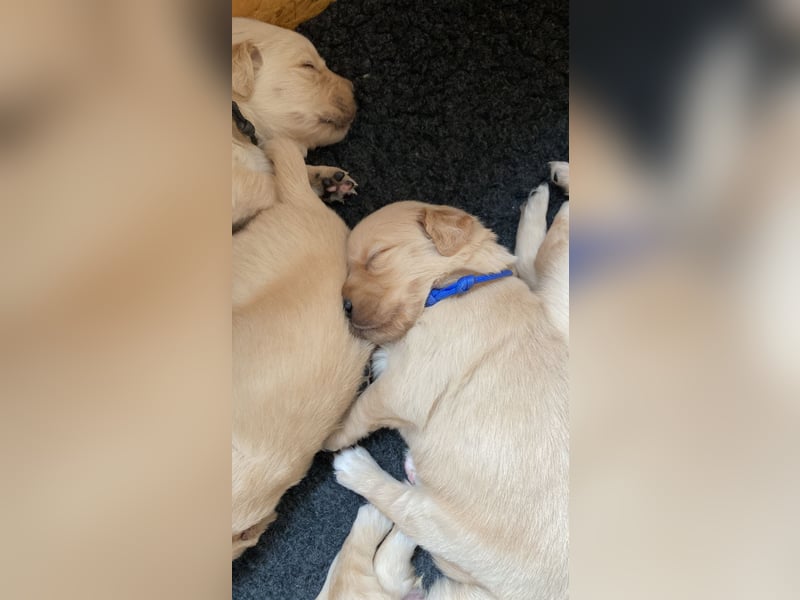 Golden Retriever Welpen