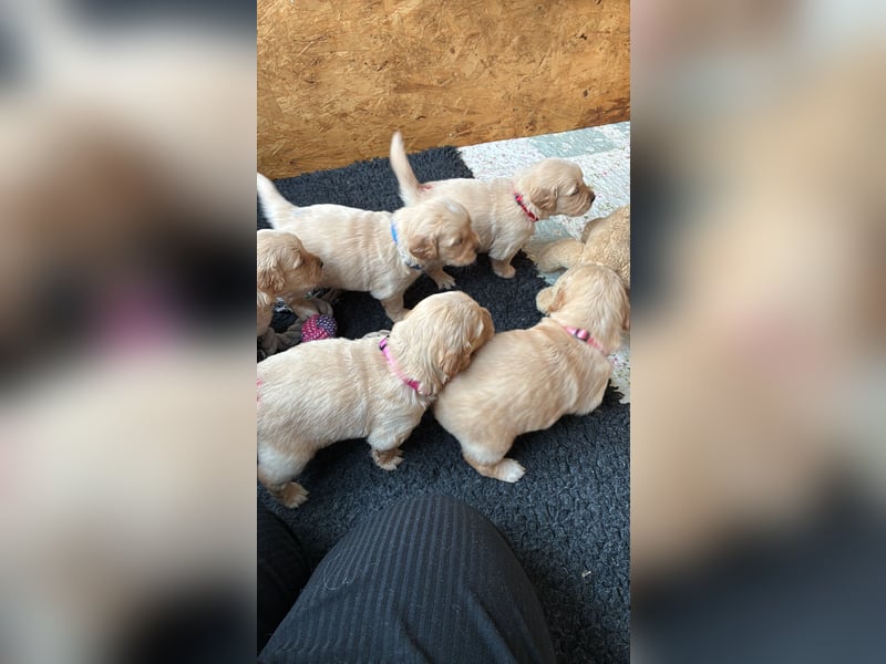 Golden Retriever Welpen